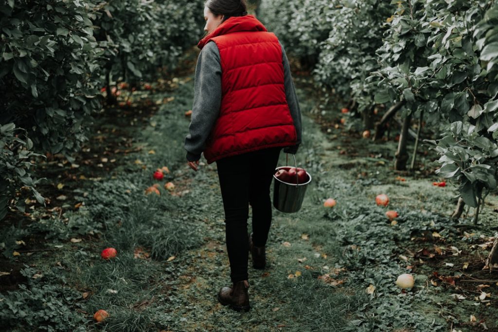 Photo apple orchard